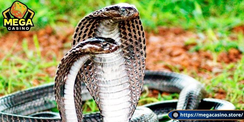 Mơ thấy rắn cắn nhau đánh số 15 hoặc 51